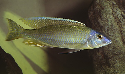 Otopharynx sp. 'silver torpedo' Senga Bay